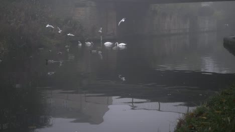 Water-birds-on-a-foggy-canal-water-waterway-wide-panning-shot