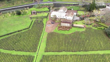 tea plantation with quaint rural house, azores