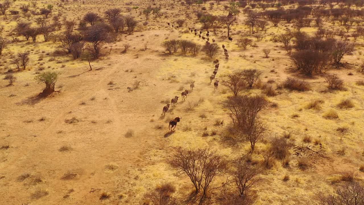 excelente antena de dron de ñu negro corriendo en las llanuras de áfrica desierto de namib namibia 7