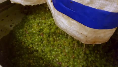 crushing green grapes for winemaking