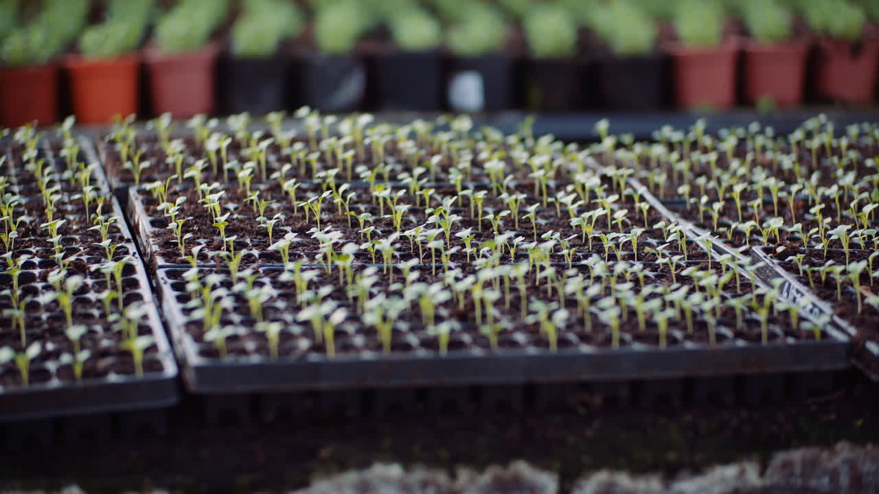 agricultura plántulas de flores en invernadero 14