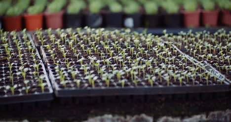 agriculture flower seedlings in greenhouse 14