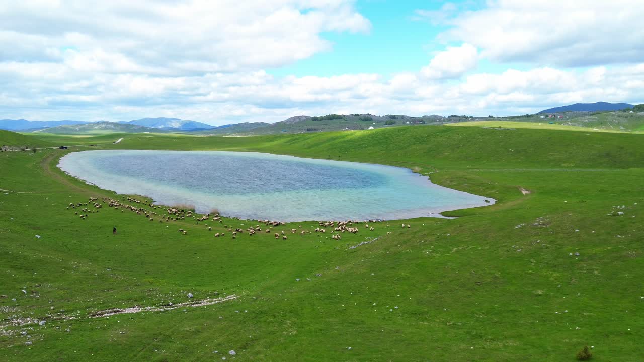 Sheep grazing in green hills meadow near a glacial lake, Vrazje jezero glacial lake in Durmitor National Park on Jezerska plateau, Aerial