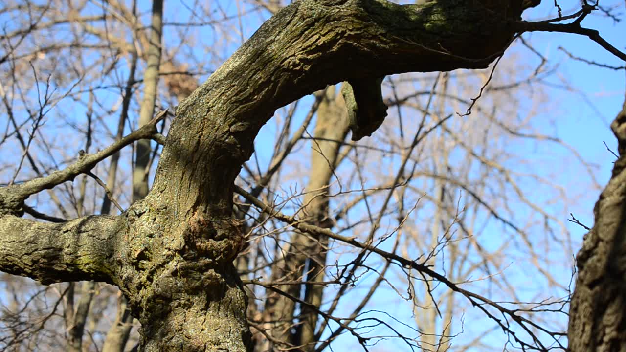 Inizio primavera. Alberi nel parco