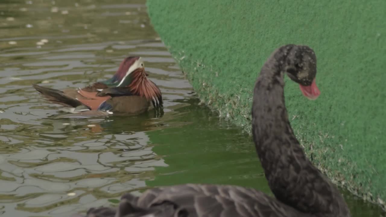 Pato-mandarim e cisne-negro a alimentar-se