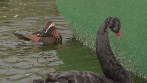 pato mandarín y alimentación del cisne negro