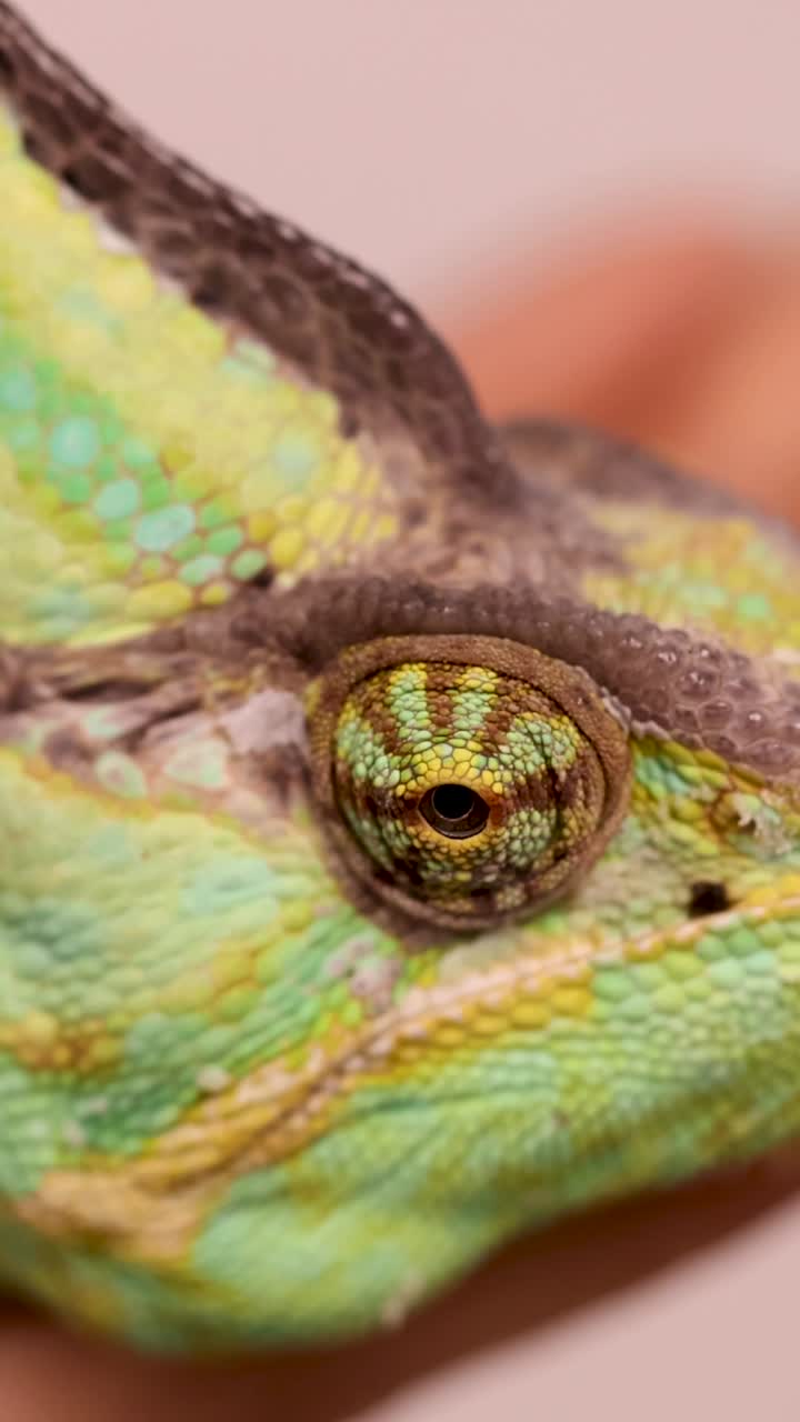 Vista macro che evidenzia l'occhio rotante di un camaleonte e le vivaci squame verdi con dettagli nitidi.