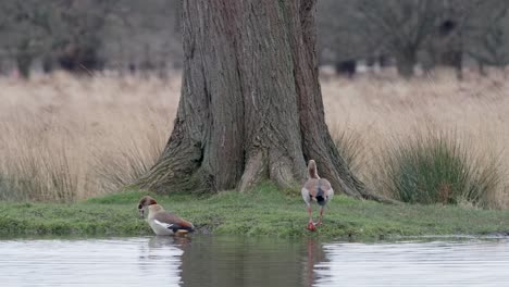 dos patos en el estanque en un día nublado