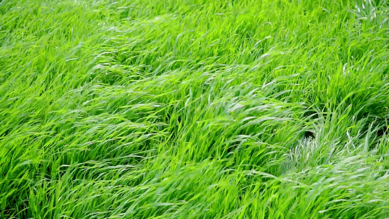Slow-motion, close-up of green grass in a garden under a breeze