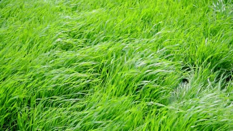 slow-motion, close-up of green grass in a garden under a breeze
