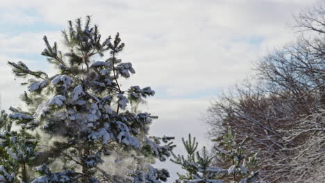 vista del abeto nevado en el bosque congelado en invierno. nieve cayendo de las ramas