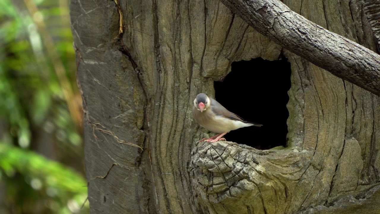 Java sparrow Lonchura oryzivora perched at wooden tree hollow nest entrance peeking from cavity inside lush tropical Edward Youde Aviary Hong Kong Park wildlife scene