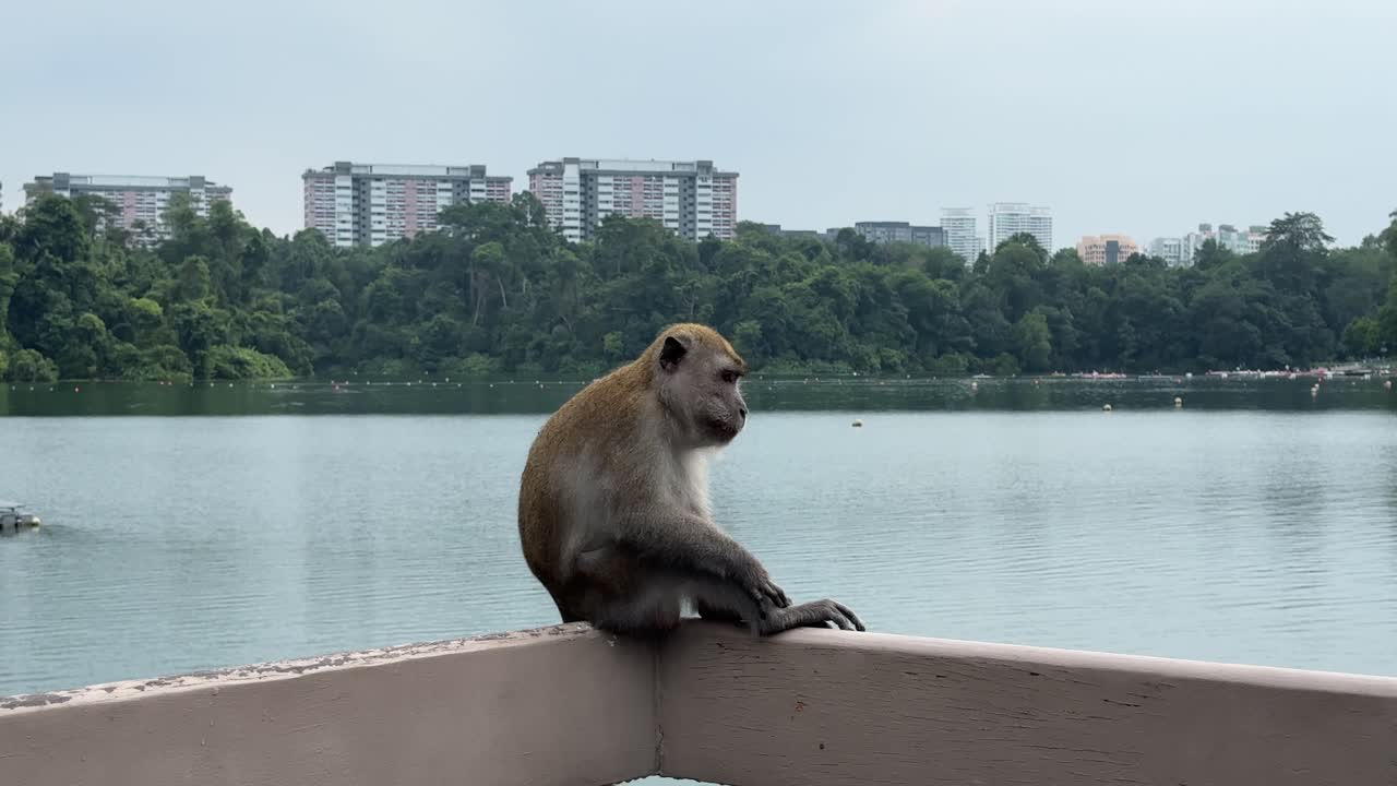 macaco de cola larga que come cangrejo sentado y descansando contra el fondo vista del embalse de macritchie, singapur
