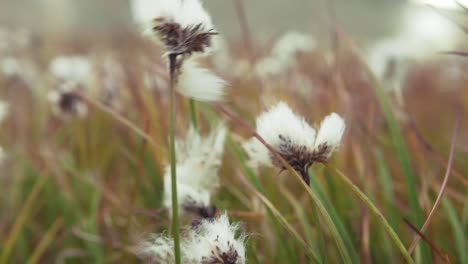 cotton grass field in autumn