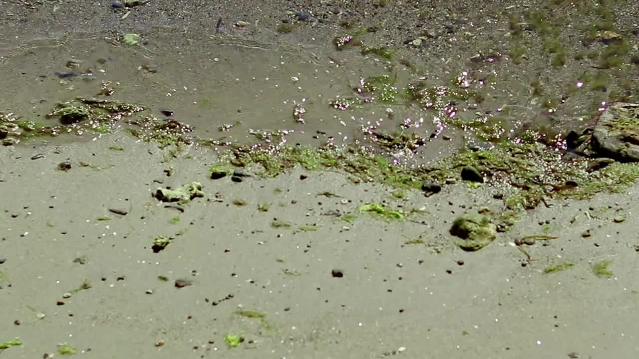Ambient motion of waves washing up on the sandy beach carrying green moss and algae