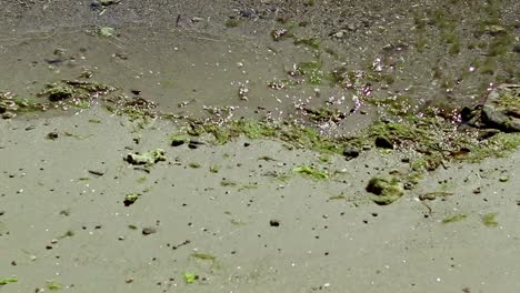 ambient motion of waves washing up on the sandy beach carrying green moss and algae