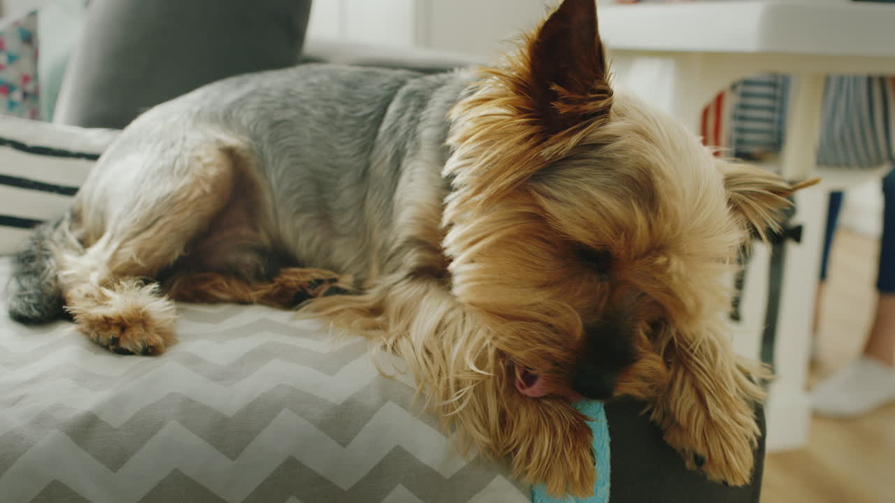perrito gracioso lavado como un gato