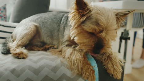 perrito gracioso lavado como un gato