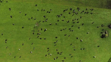 Aerial-drone-shot-of-cows-in-grass-field-in-Ireland