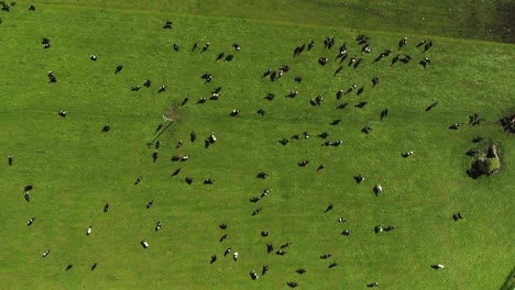 aerial drone shot of cows in grass field in ireland