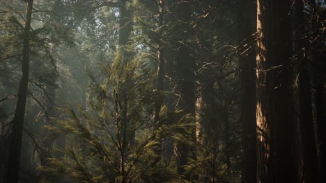 Sequoia-Nationalpark-Unter-Den-Nebelwolken