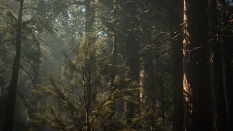 sequoia national park under the fog mist clouds