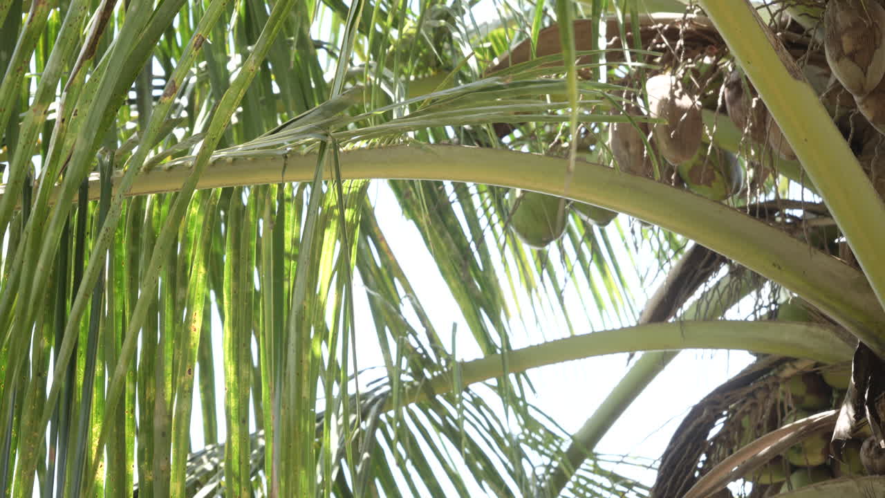 coconut tress with heavy fruits