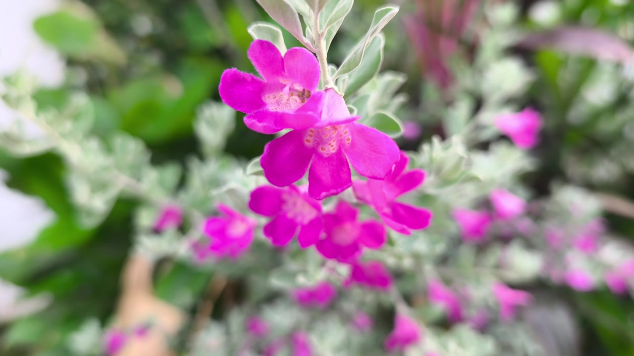 Un primo piano mostra fiori di salvia del Texas color lavanda viola che sbocciano su rami frondosi. Il vibrante dettaglio floreale ondeggia delicatamente in un ambiente naturale all'aperto.