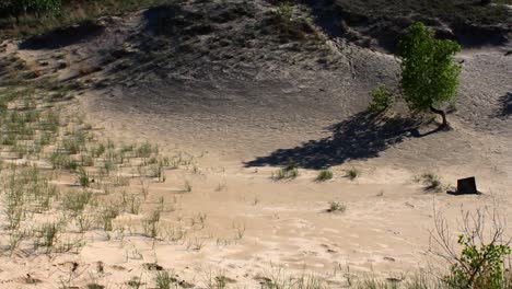 indiana dunes national park united states desert landscape vegetation plants dry land