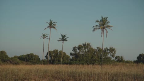 Shot-of-palm-trees-in-front-of-different-trees-and-and-tall-brown-in-a-field-near-the-beach-with-a-clear-sky