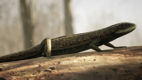 an ordinary viviparous lizard sunbathes on a log in a sunny forest. a lizard standing on a piece of wood in a typical habitat. looping animations are for animals, nature or educational backgrounds.