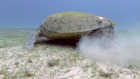 green sea turtle on sandy bottom with remora fish under belly