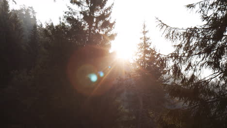 hermoso amanecer en el parque forestal rayos de sol brillan