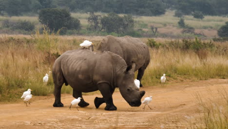 slow motion: white rhinos crosses dirt road amidst cattle egrets