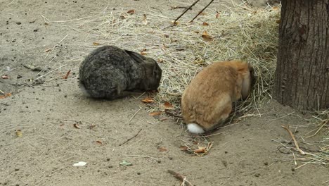 rabits eating hay outside on the ground