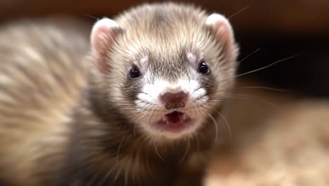 a playful ferret expressing curiosity with its unique facial expressions captured in two frames, showcasing its charming personality in everyday moments