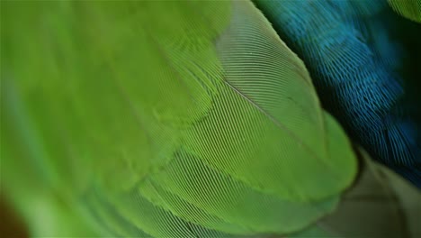 tropical bird feathers close up 4k