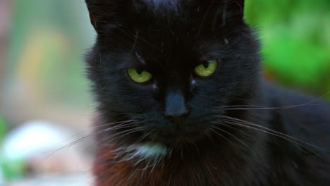 Primer-Plano-De-Un-Gato-Negro-Con-Grandes-Ojos-Amarillos