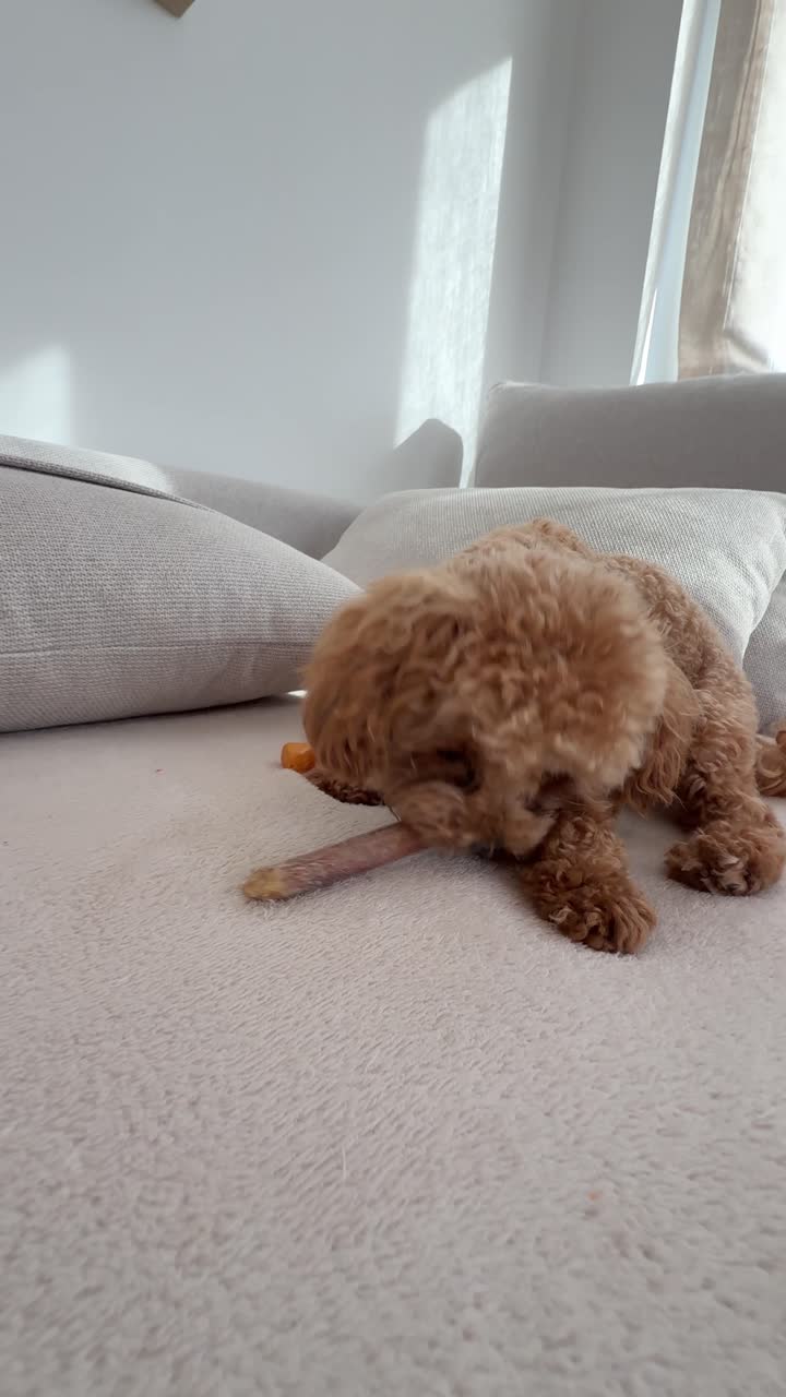 Small Brown Poodle Puppy Playing with a Bone
