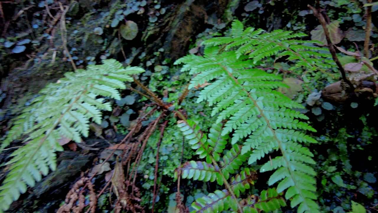 Mount Takao Day Trip: Explore Tokyo's Favorite Mountain