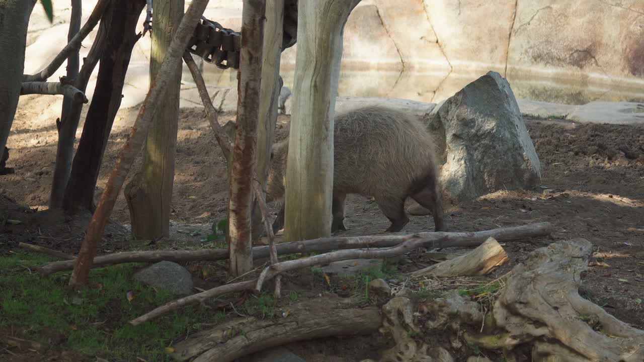 capibara en busca de olores y en busca de alimento