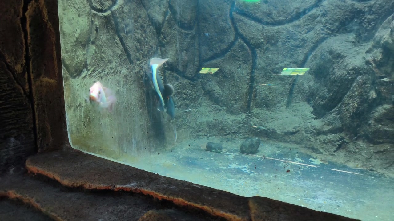 To fisk svømmer i et stenet akvarium