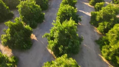 captivating aerial journey: orange trees below, ascending to reveal a lush orchard, framed by scattered palm trees in the backdrop