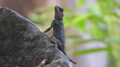 lizard in rock uhd mp4 4k video