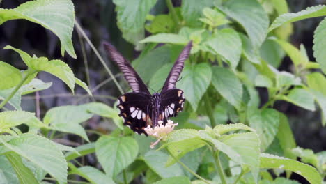 Una-Vista-En-Cámara-Lenta-De-Una-Mariposa