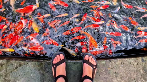 man's feet in sandals standing at the edge of a dark pond teeming with a vibrant school of orange and red koi carp in bali - a slow push-in shot from a first-person perspective