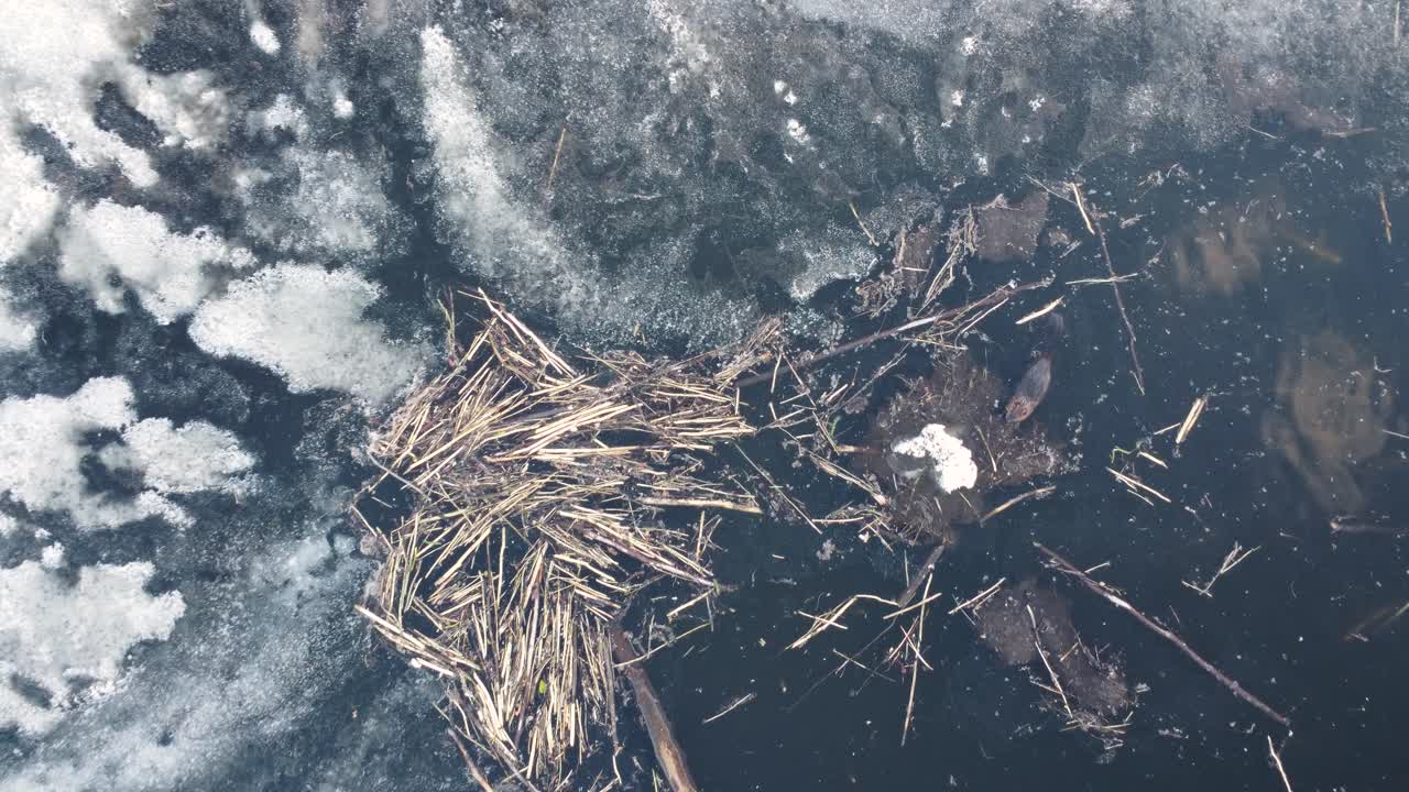 Top View Of A River Otter During Winter. Aerial Descending Shot