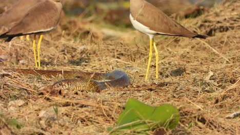 yellow-wattled lapwing and rat snake in pond area