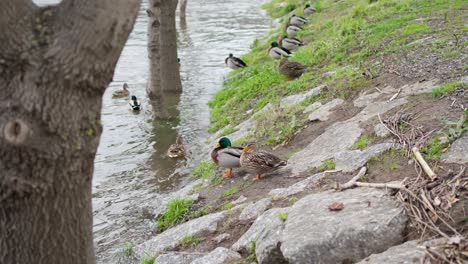 wild ducks resting by riverside