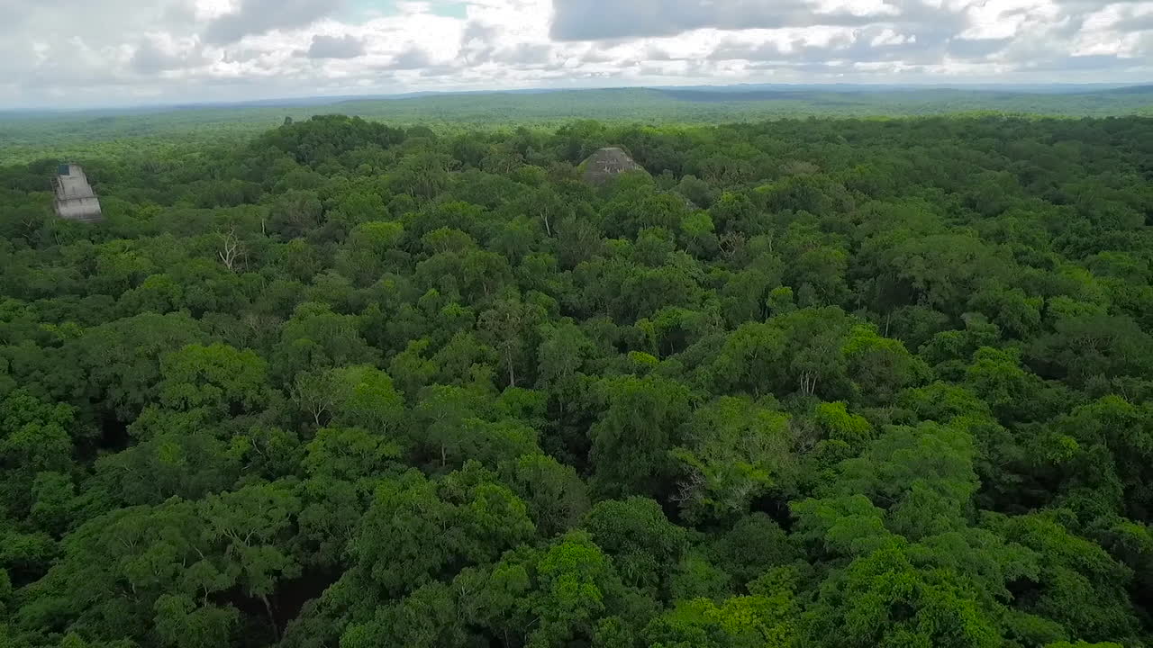 과테말라 5의 나무 꼭대기와 티칼 피라미드 위의 장엄한 공중 촬영